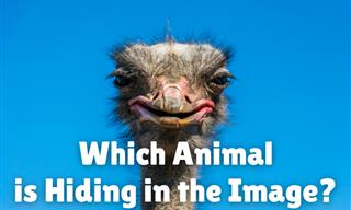 Which <b>Animal</b> is Hiding Here?