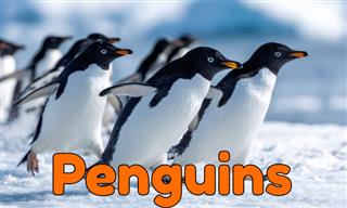 What Do You Know About Penguins?