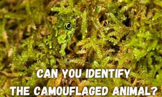 Can You See the Camouflaged Animals?