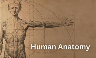 What Do You Know of Human Anatomy?