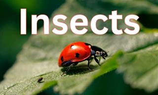 What Do You Know About INSECTS?