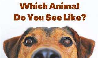 <b>What</b> <b>Animal</b> Do You See Like?