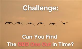 Can You Find the <b>Odd</b> Photo in 60 Seconds?