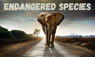 Which Species is Endangered?