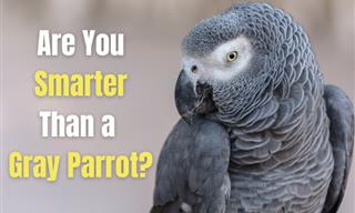 Are You Smarter Than a Gray Parrot?