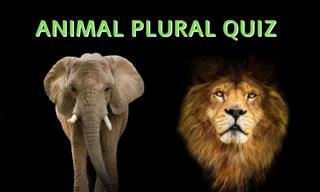 A Conspiracy? A Murder? An <b>Animal</b> Plural Quiz!