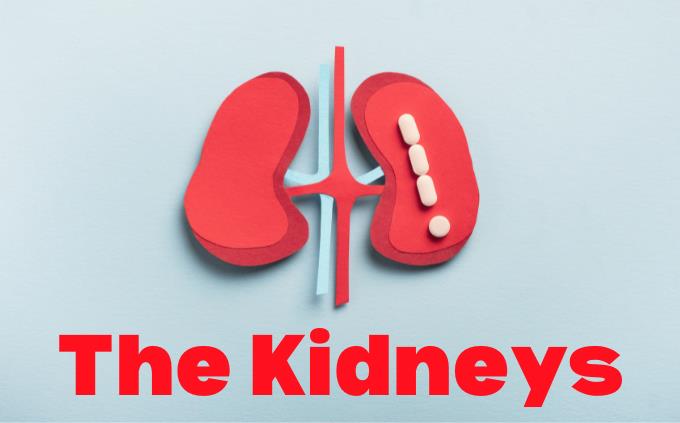 Quiz: What Do You Know About Your Kidneys? | Health Quizzes
