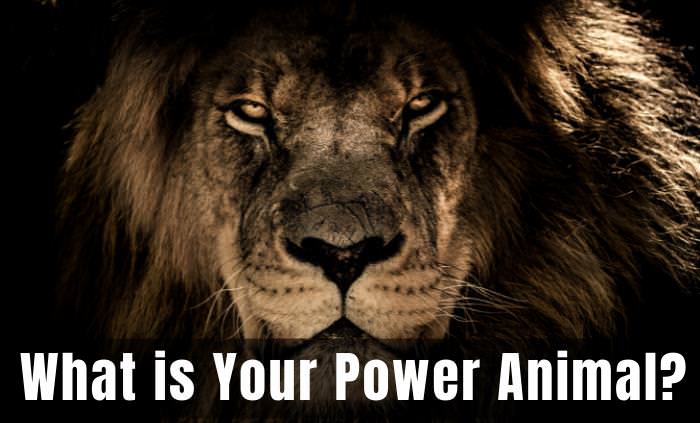 Quiz: What is Your Power Animal? | Spirituality Quizzes